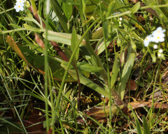Myosotis secunda