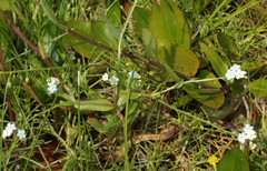 Myosotis secunda