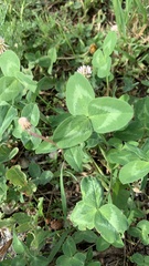 Trifolium pratense