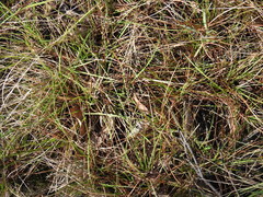 Eremochloa bimaculata