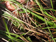 Eremochloa bimaculata