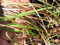 Eremochloa bimaculata