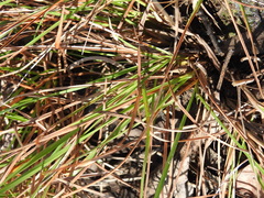 Eremochloa bimaculata