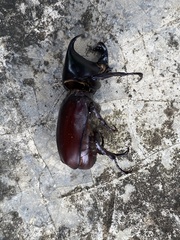Xylotrupes mniszechi