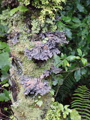 Pseudocyphellaria intricata