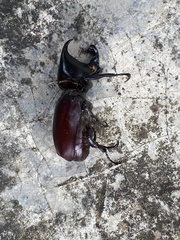 Xylotrupes mniszechi