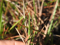 Eremochloa bimaculata
