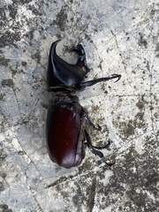 Xylotrupes mniszechi