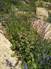 Nepeta cilicia