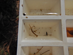 Zygoptera