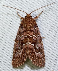 Callopistria granitosa