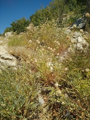 Astragalus ehrenbergii
