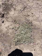 Atriplex coulteri