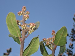 Rhus integrifolia × ovata