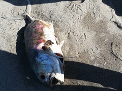Caranx caninus