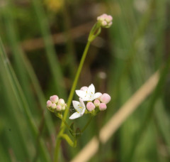 Galium debile
