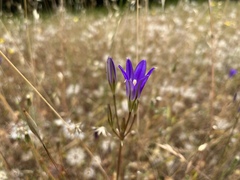 Brodiaea coronaria