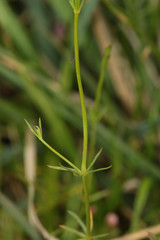 Galium debile