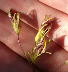 Cordylanthus tenuis brunneus