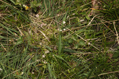 Galium debile