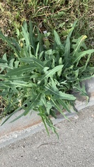 Lactuca tatarica