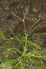Juncus foliosus