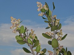 Rhus integrifolia × ovata