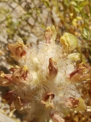 Astragalus ehrenbergii