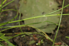 Juncus foliosus