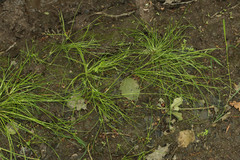 Juncus foliosus