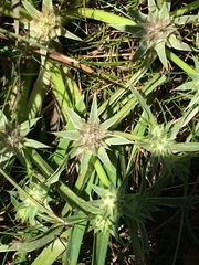 Eryngium armatum