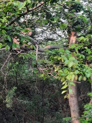 Macaca mulatta