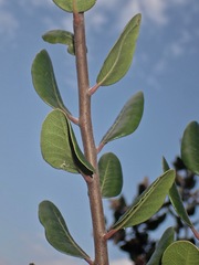 Rhus integrifolia × ovata