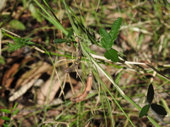 Glycine cyrtoloba