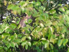 Macaca mulatta