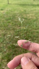 Poa annua