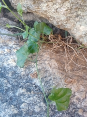 Kedrostis nana