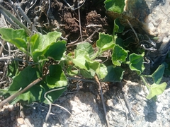 Kedrostis nana