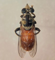 Cerotainiops abdominalis