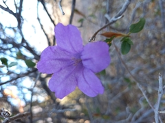 Ruellia californica