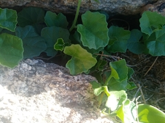 Kedrostis nana