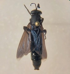 Phyllomydas phyllocerus