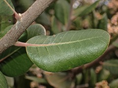 Rhus integrifolia × ovata