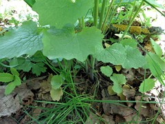 Alliaria petiolata
