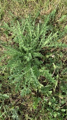 Carduus acanthoides