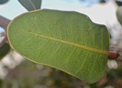 Rhus integrifolia × ovata