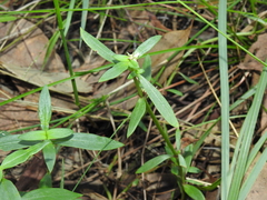 Spermacoce multicaulis