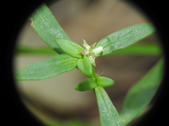 Spermacoce multicaulis