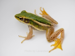 Hylarana erythraea