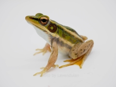 Hylarana erythraea